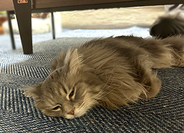 IMG_1327.jpeg