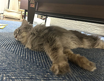 IMG_1331.jpeg