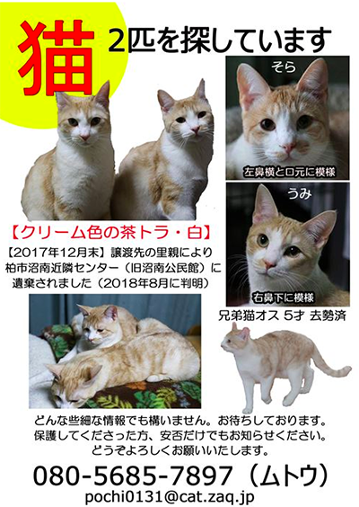 ちらし