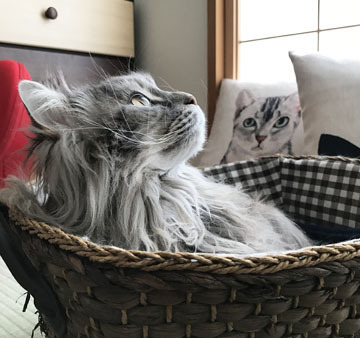 もとがいいから