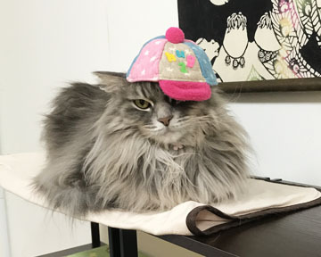 あおくん