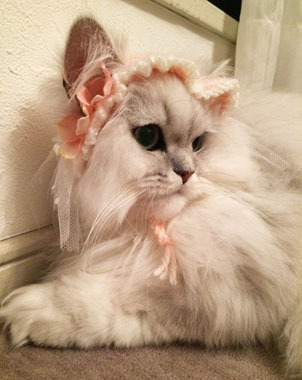 うるわしの姫