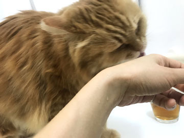 べーろべーろ