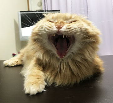 だめだこりゃw