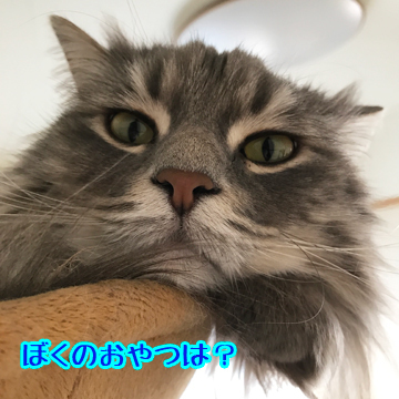 あおくん