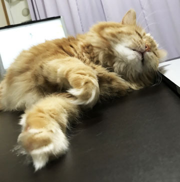 おとなしくしてよー