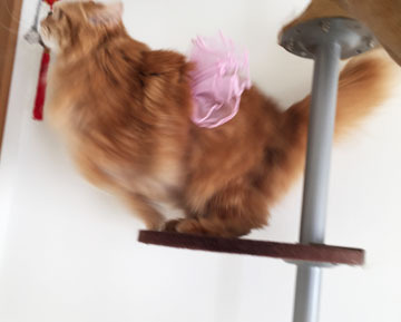 やーだー