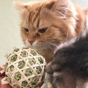 くんかくんか