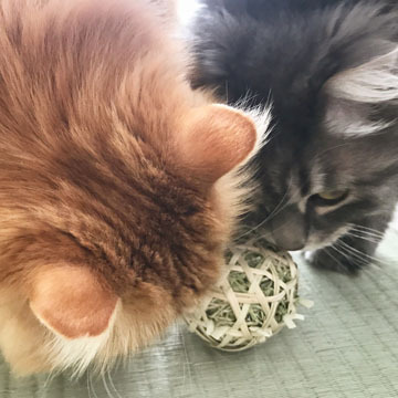 これが樹皮の香り?