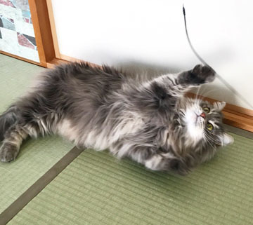 寝ころんだまま