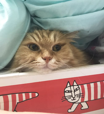 ひー