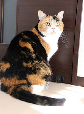 美しいよね♪