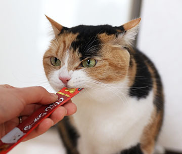 おそるべしちゅ〜る