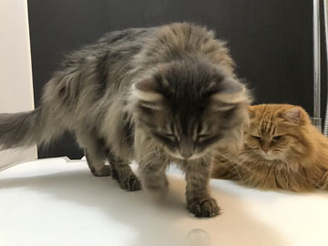 わーいわーい