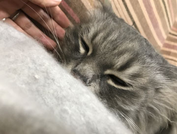 しあわせにゃー