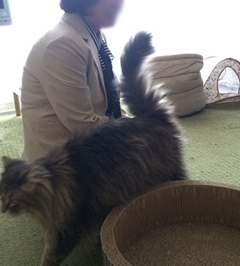 しっぽぴん