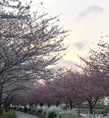 綺麗でしょ