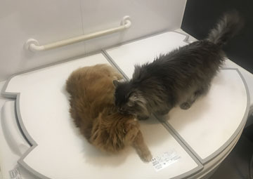 バトル