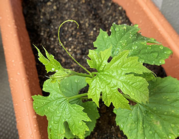 IMG_0421.jpeg