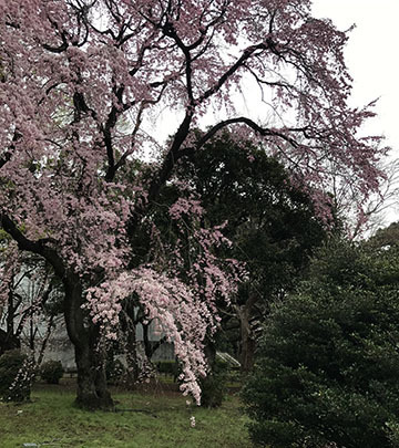 美しい