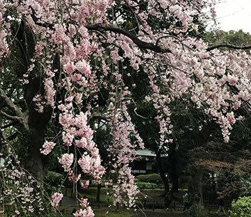 しだれです