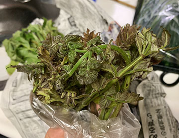 IMG_0539.jpeg