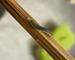 IMG_0544.jpeg