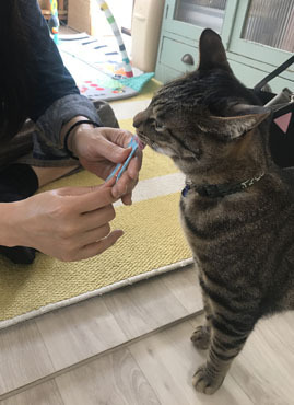 やったー