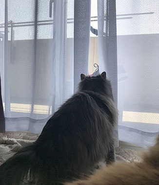 わお!