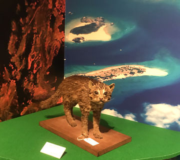 イリオモテ山猫