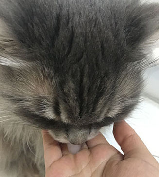 なめますよー