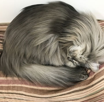 やったー