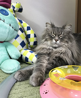 つのつの