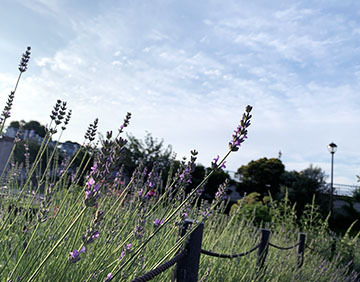 IMG_1327.jpeg
