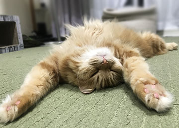 どーん！