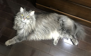 僕の場所にゃ