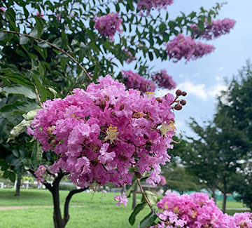 IMG_2671.jpeg