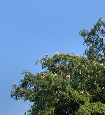 IMG_2736.jpeg