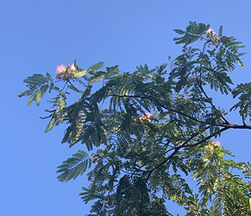 IMG_2739.jpeg
