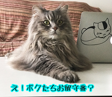 そうなのよー