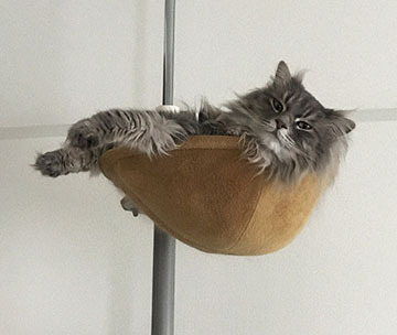 かっこいい!