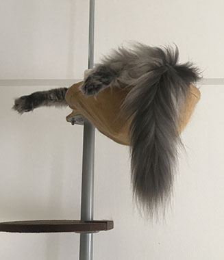 しっぽぶらん