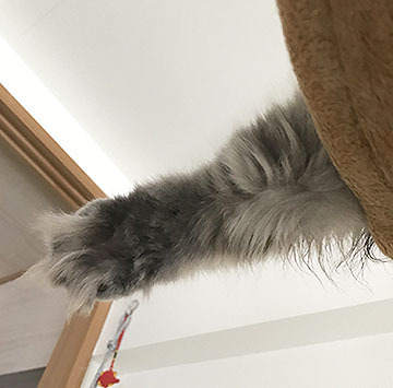 おててです