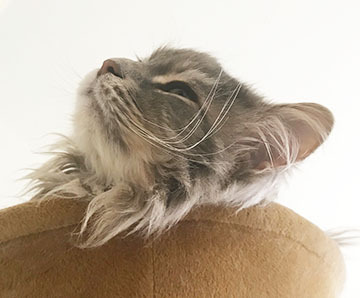 かわいいよ