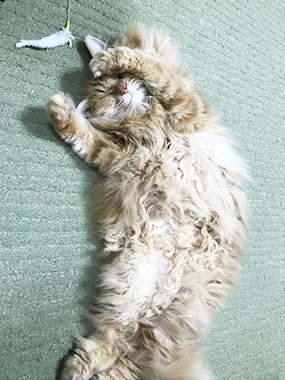 かわいいね