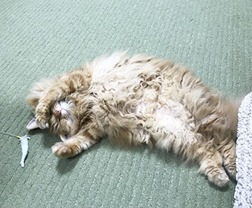 ねむいのー