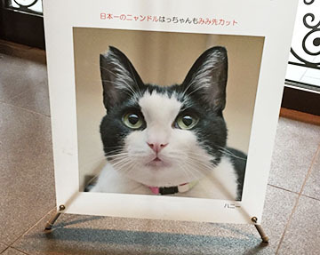 さくらみみ