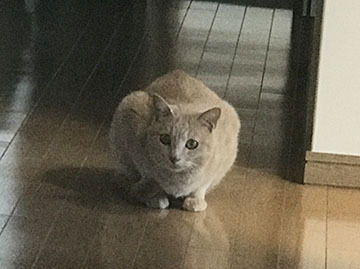 じーーーっと見るよ