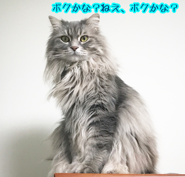 あおくん