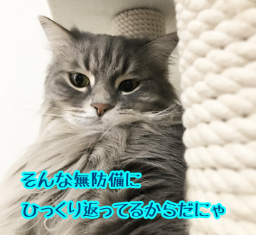 あおの言い分